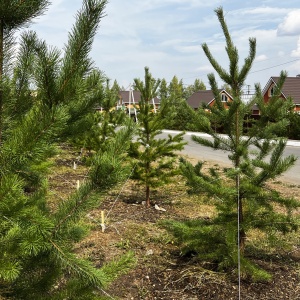 Начали посадку новых хвойных деревьев в Европе